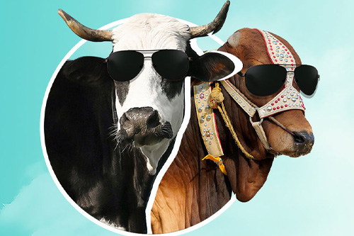 Cool Bulls: Crafting the Future of Livestock and Meat Trade