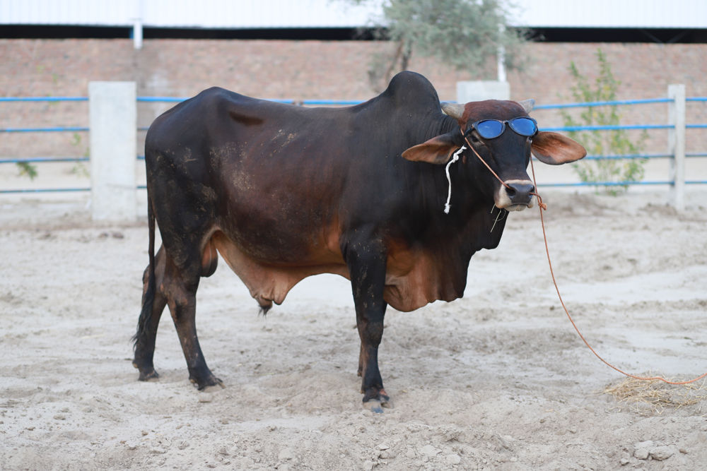 Samsons Farms on the Cholistan frontier