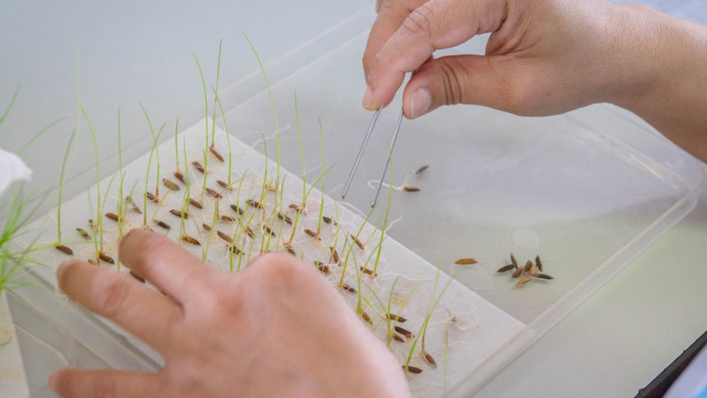 Cultivating Excellence: The Tissue-Culture Seed Advantage